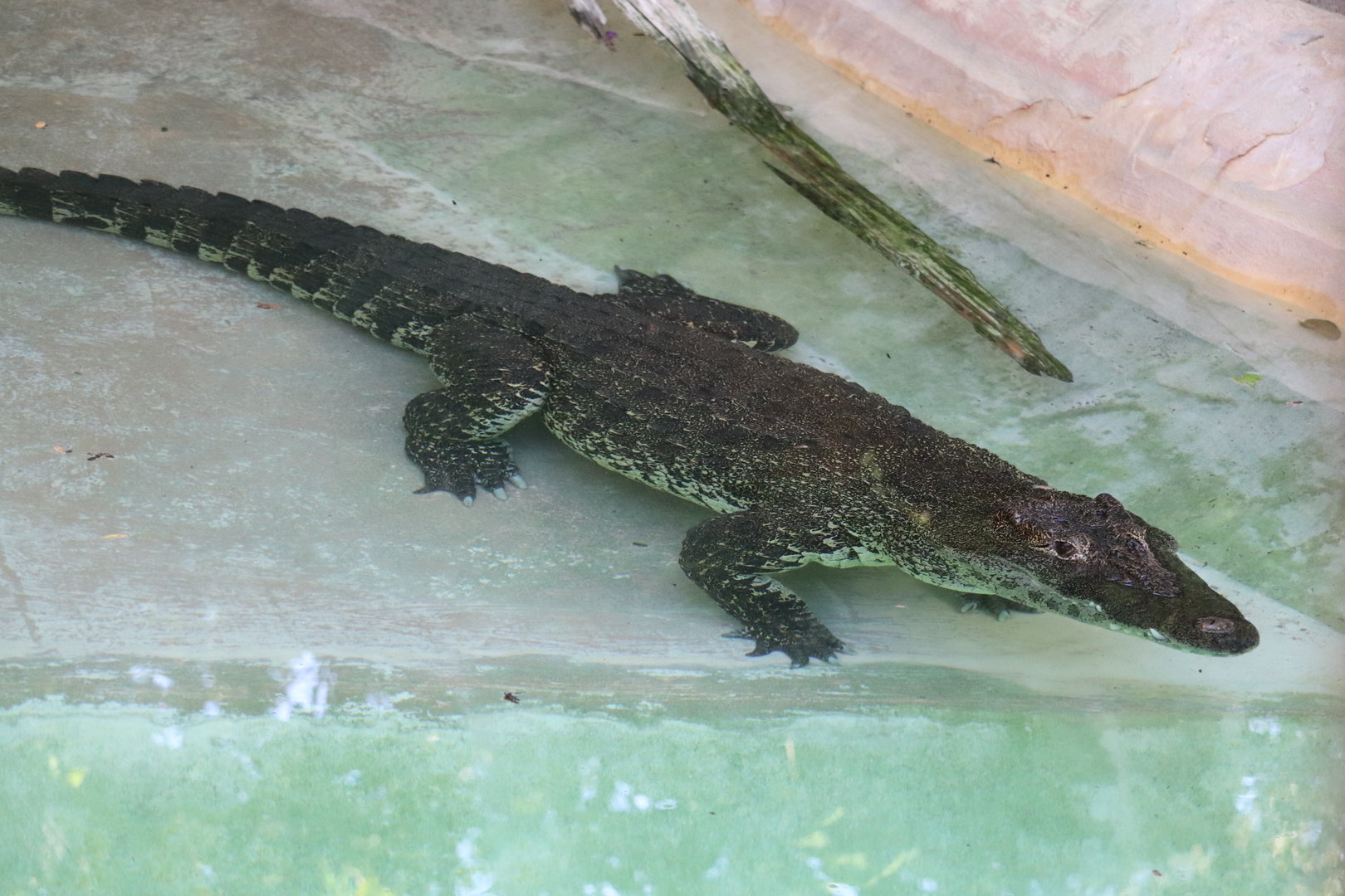 Asia - Cuban Crocodile
