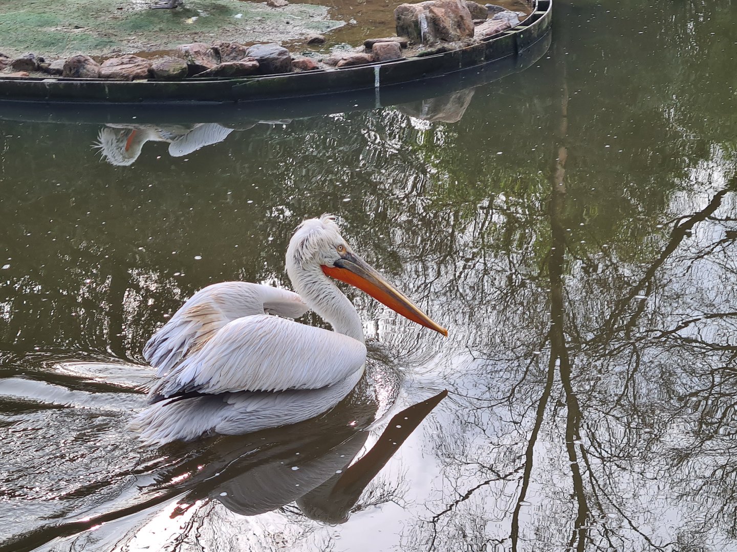 Asia - Dalmatian pelican