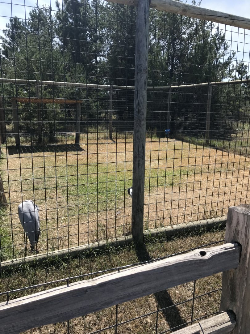 Asia- demoiselle crane exhibit
