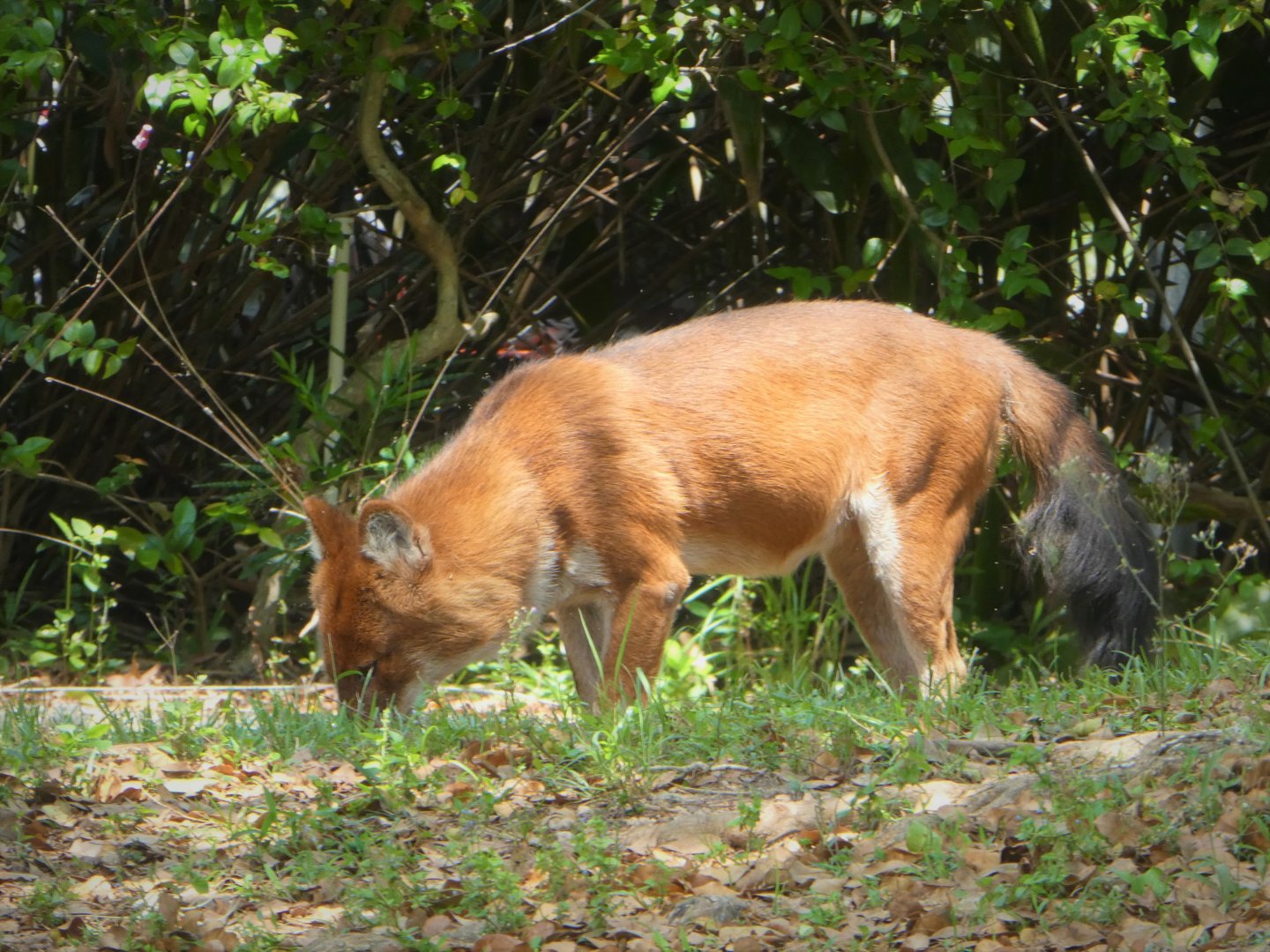 Asia - Dhole