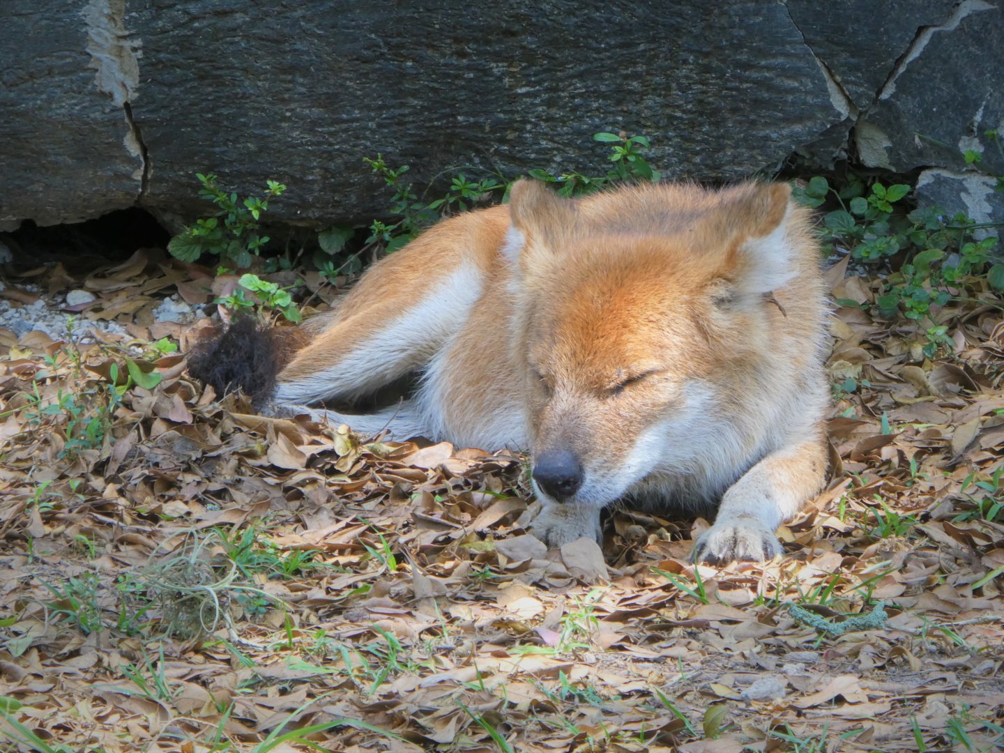 Asia - Dhole