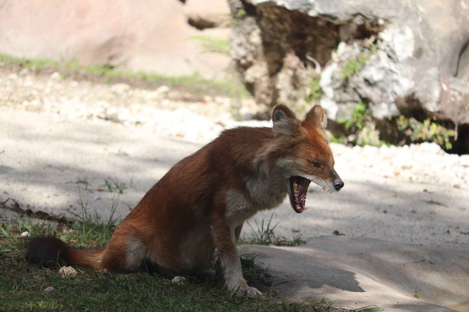 Asia - Dhole