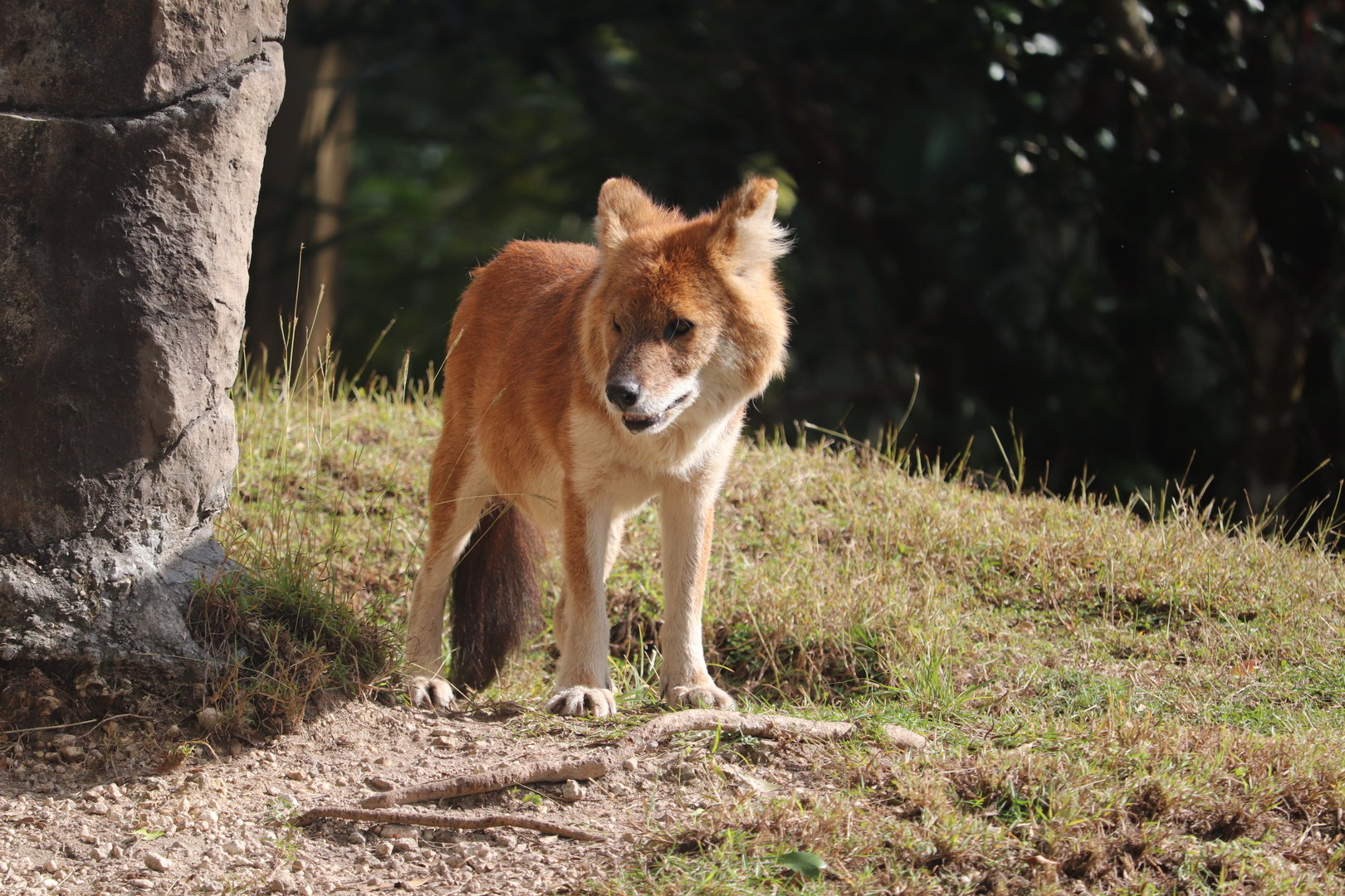 Asia - Dhole