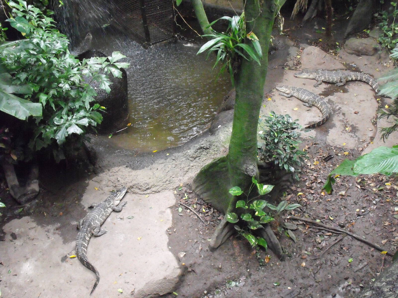 Asia Dome - American Alligator