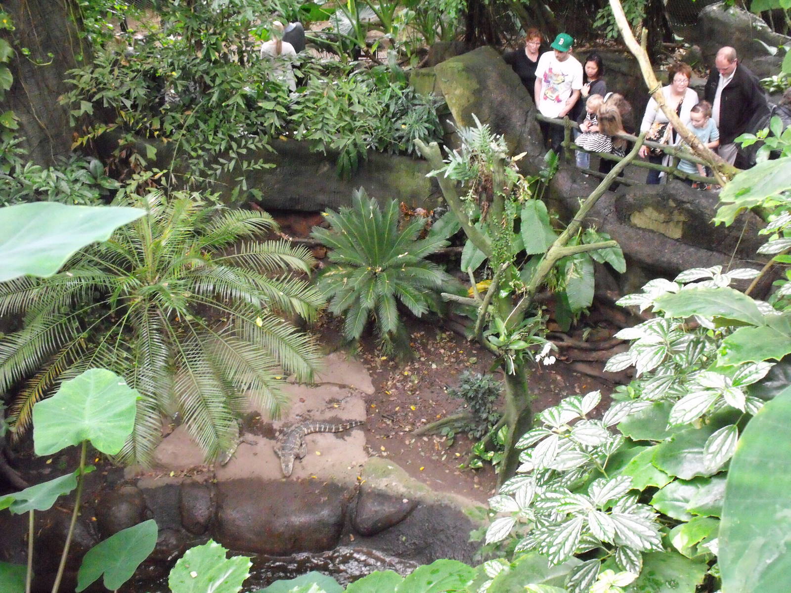 Asia Dome - American Alligator