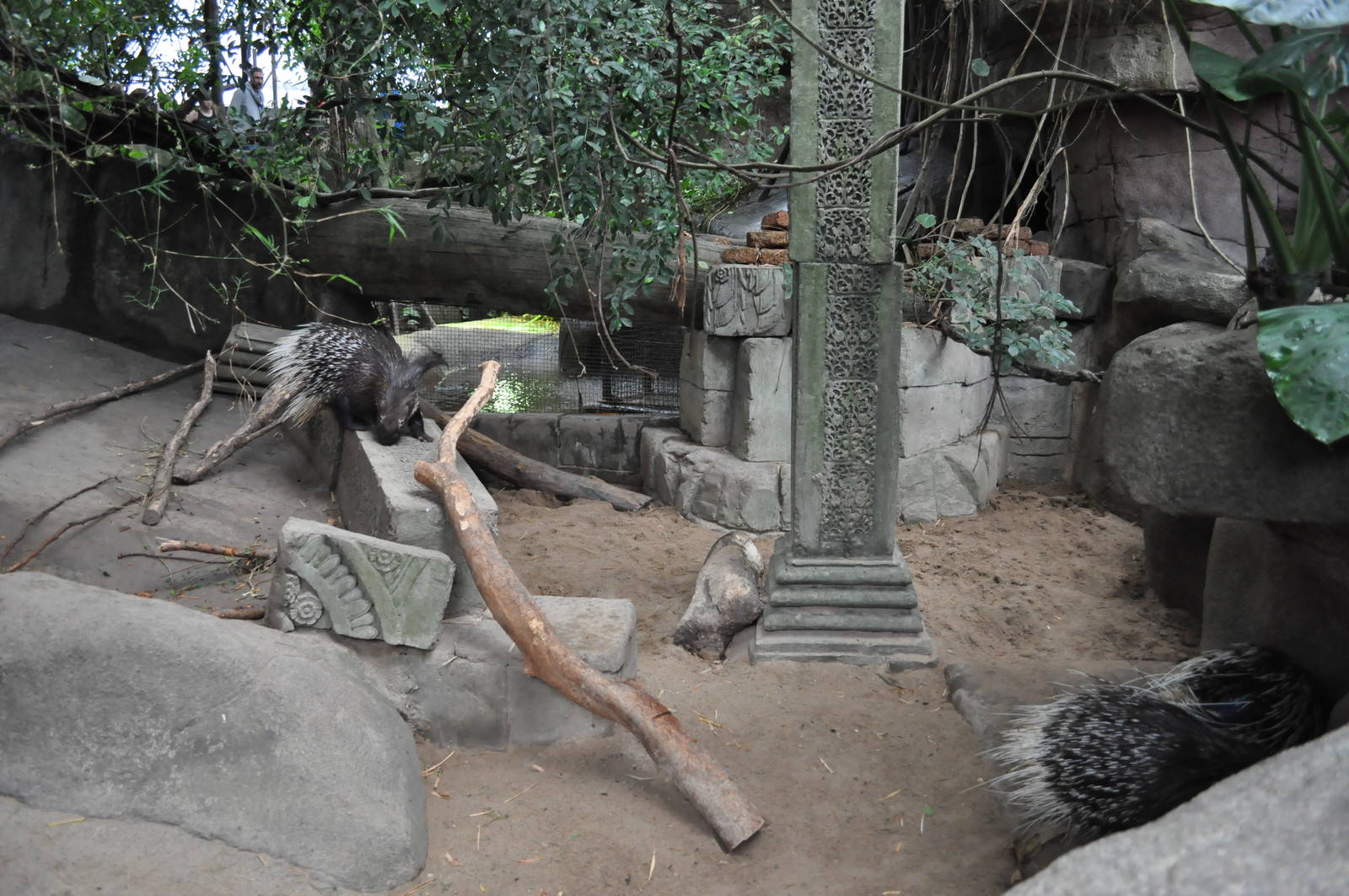 Asia Dome - Indian Crested Porcupine