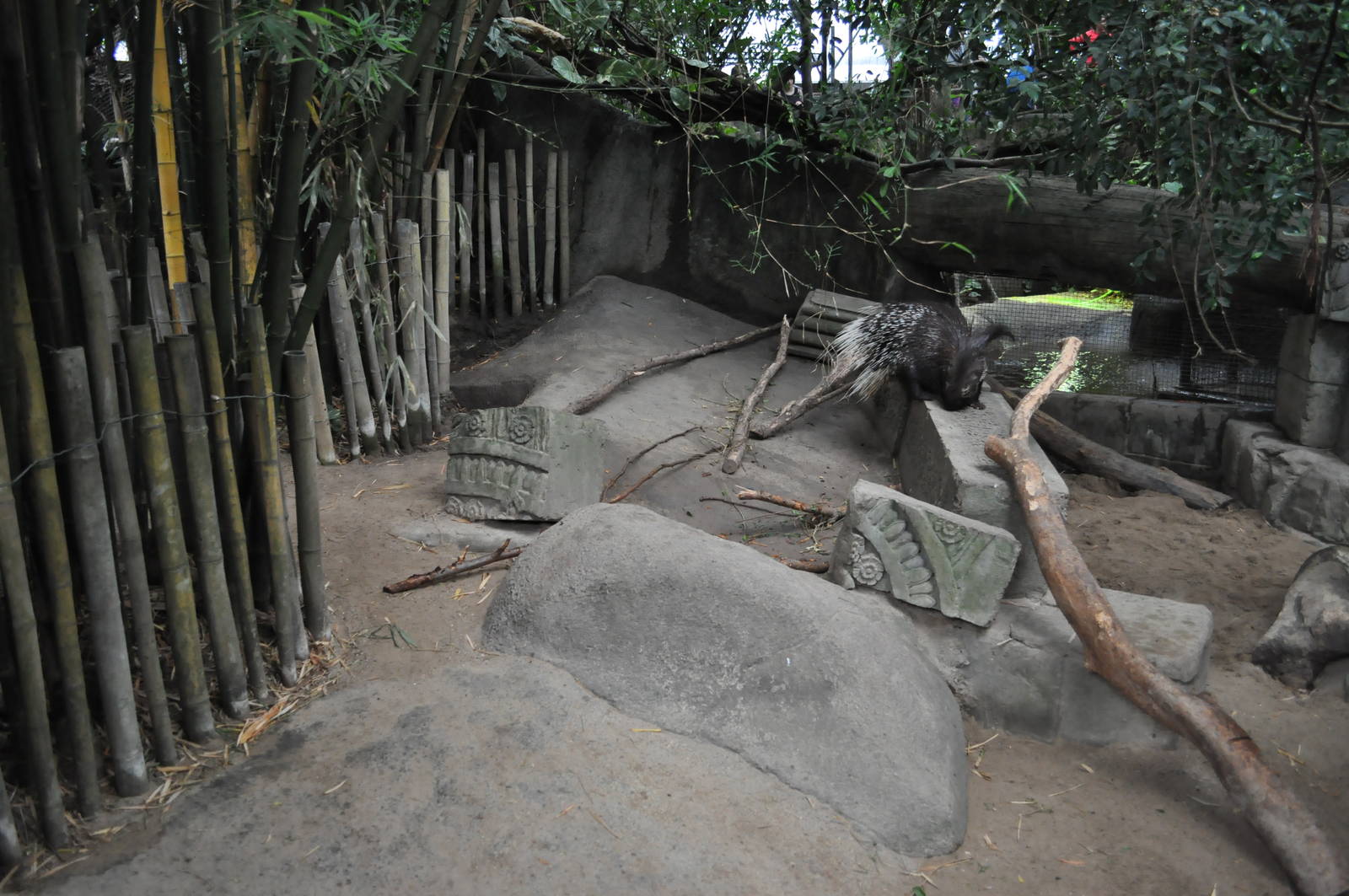 Asia Dome - Indian Crested Porcupine