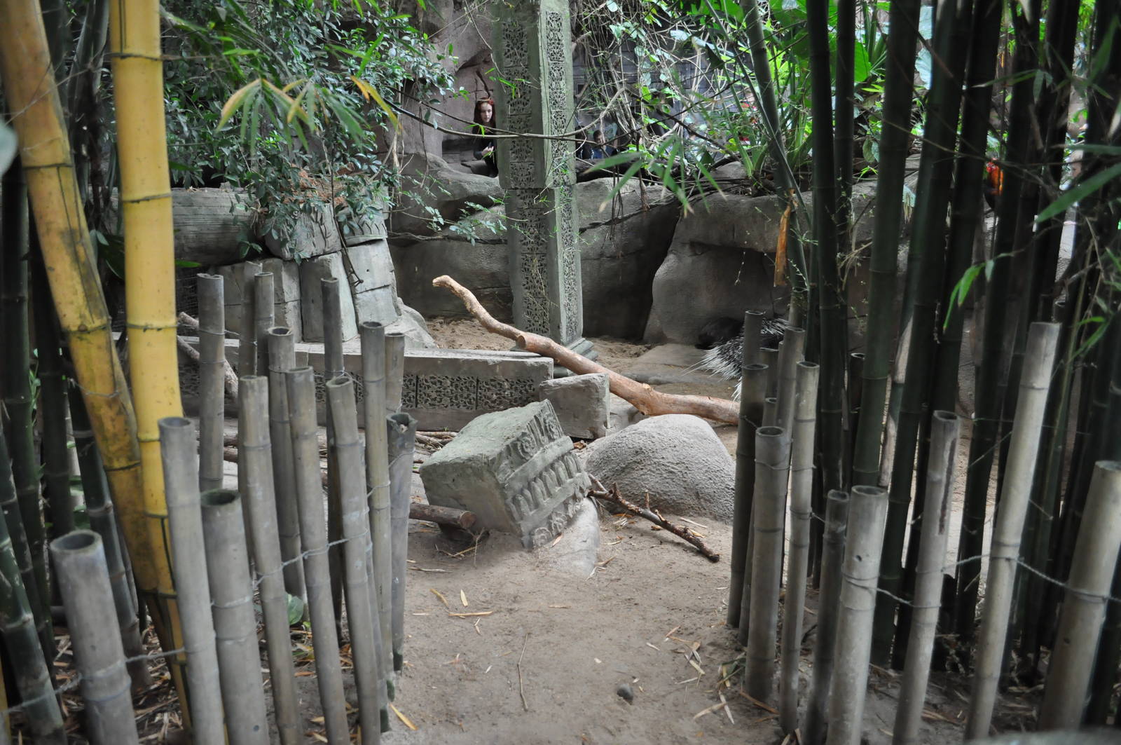 Asia Dome - Indian Crested Porcupine