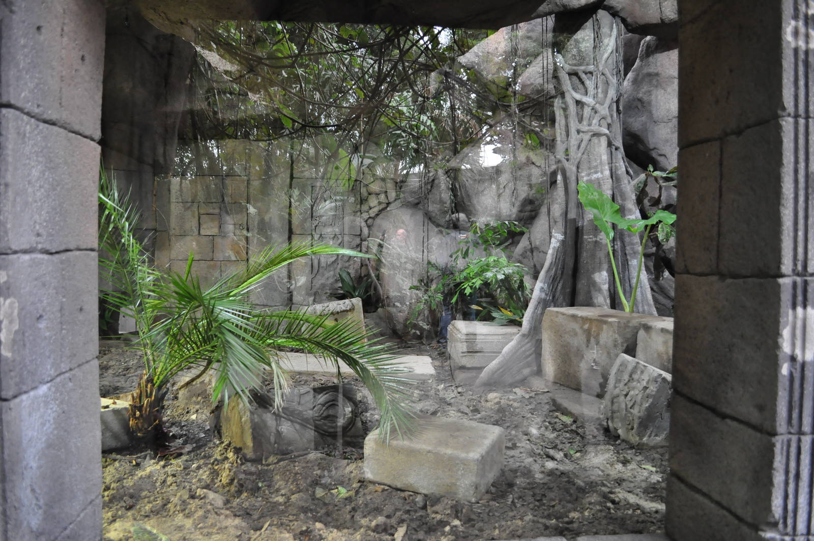 Asia Dome - Komodo Dragon