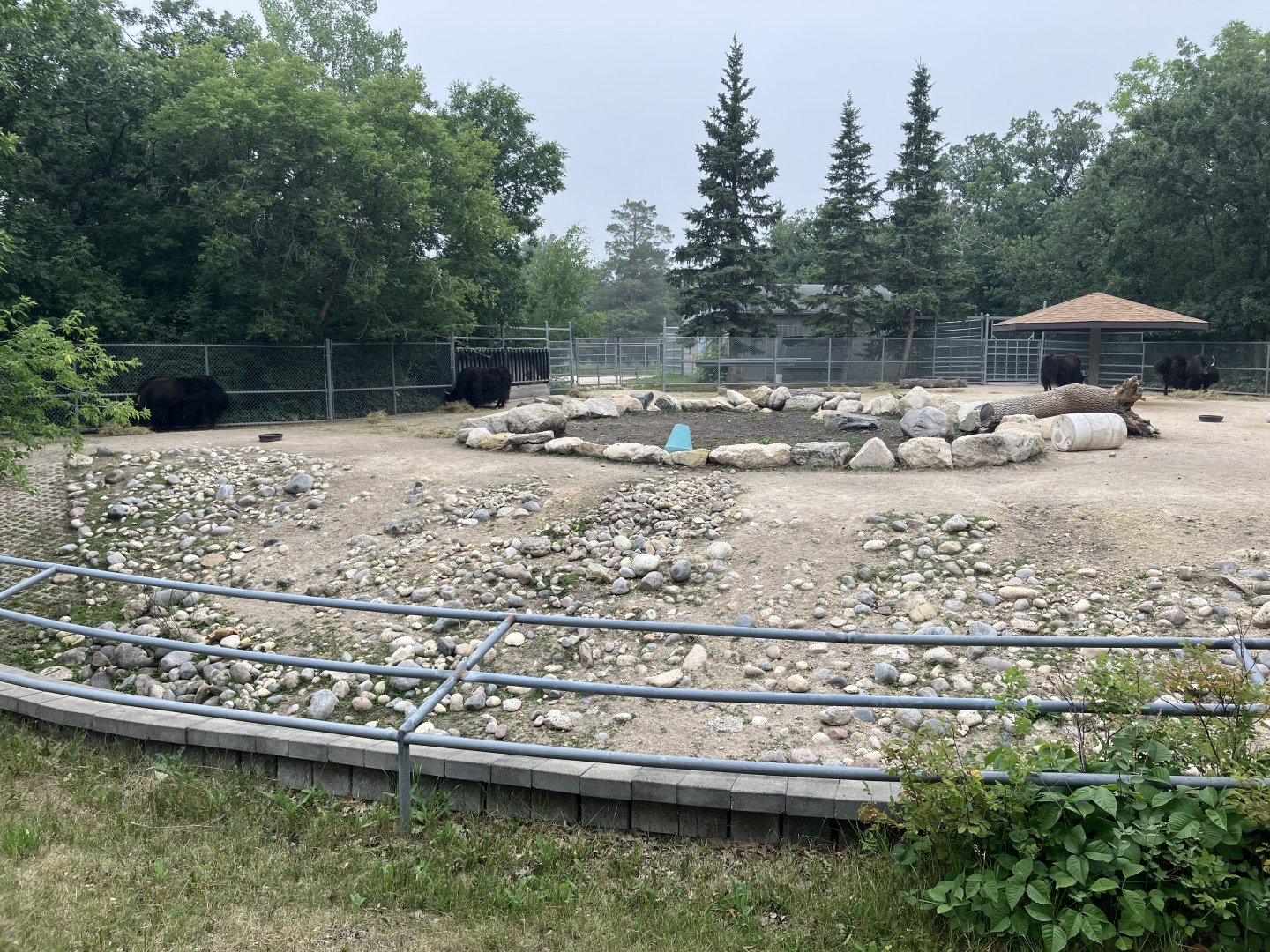 Asia - Domestic Yak Exhibit