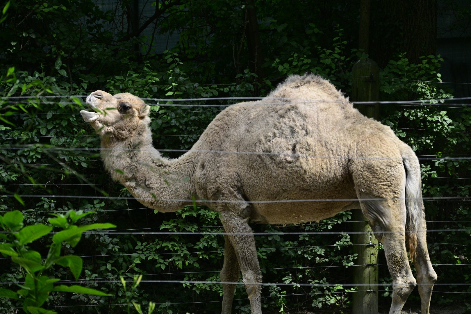 Asia - Dromedary Camel (Camelus dromedarius)