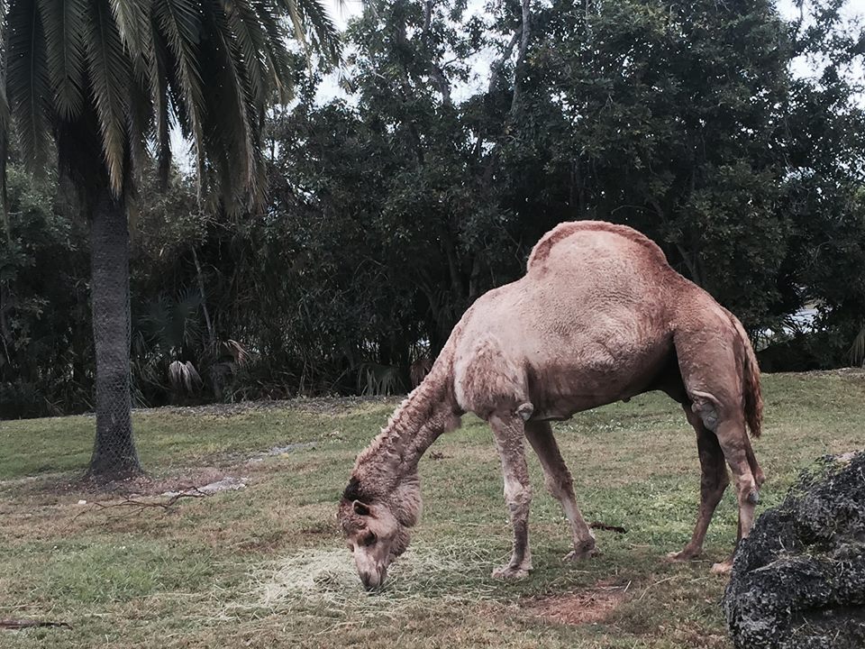 Asia- Dromedary Camel
