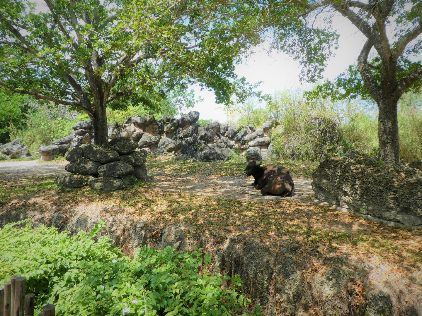 Asia - Dromedary or Gaur Rotational Exhibit