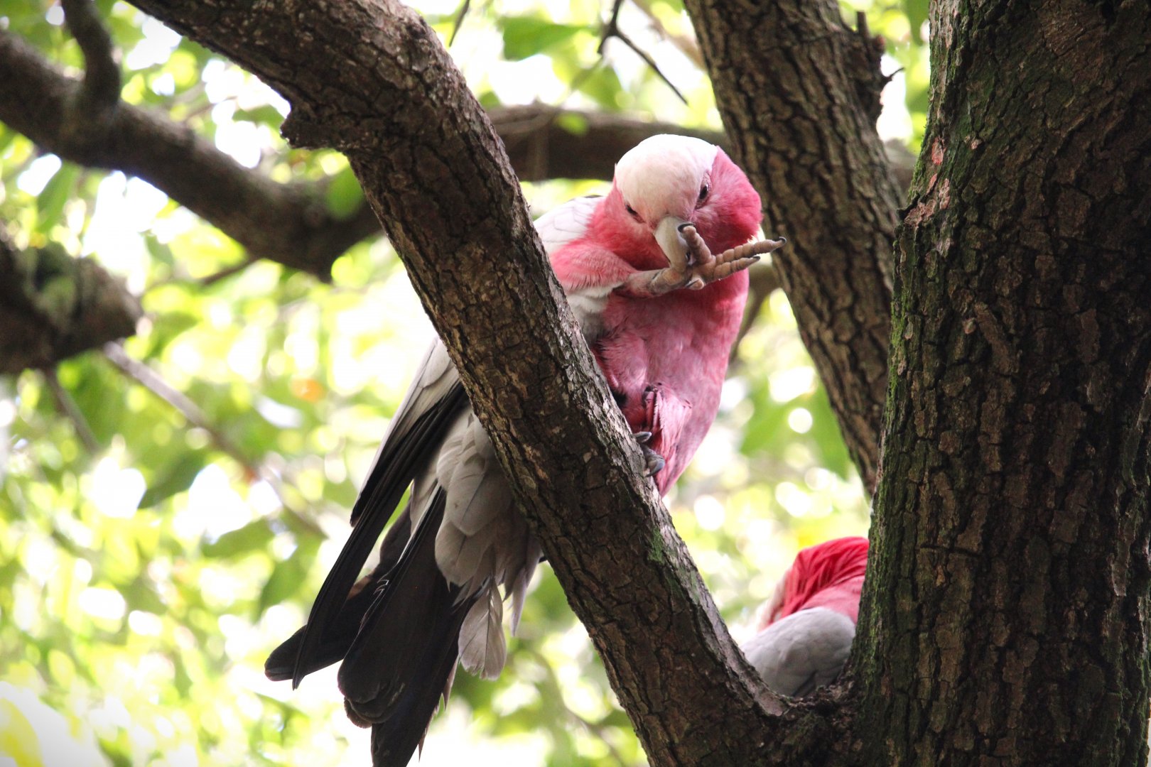 Asia - Eastern Galah