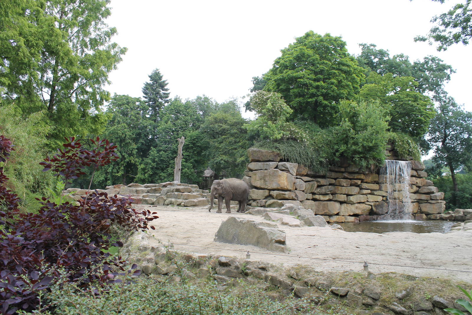 Asia - Elephant enclosure 1