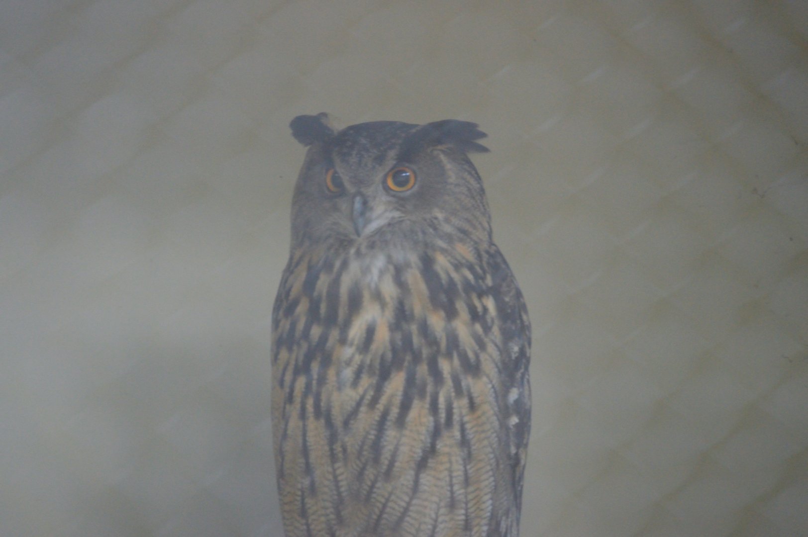 Asia - Eurasian Eagle Owl