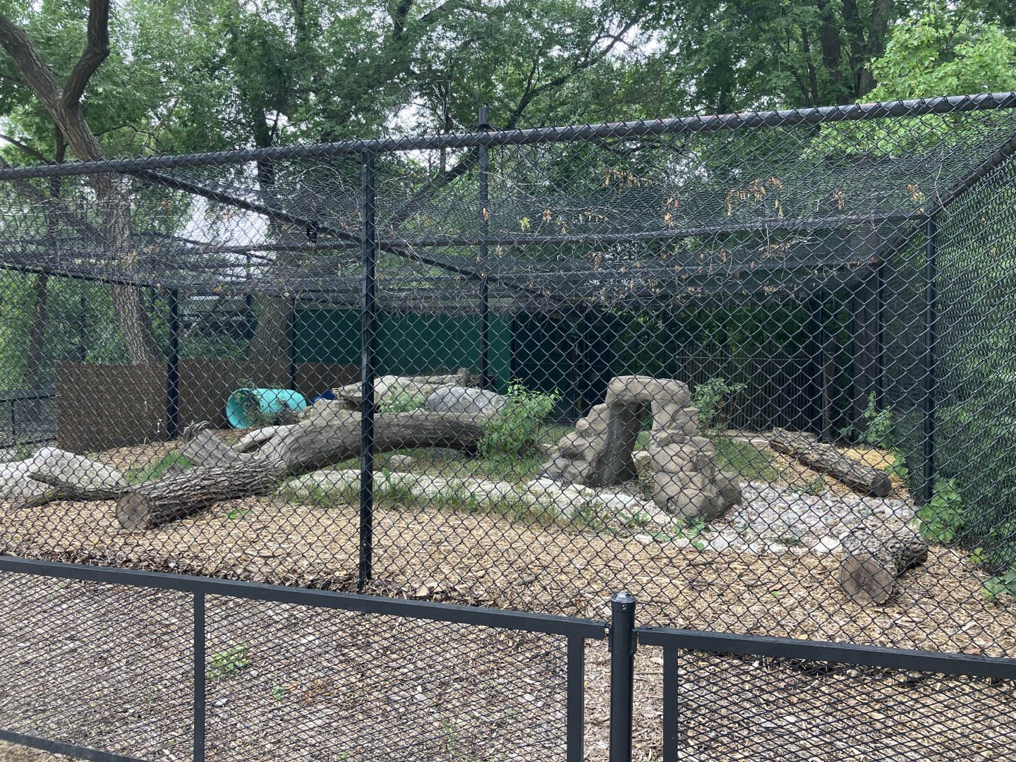 Asia - Eurasian Lynx Exhibit