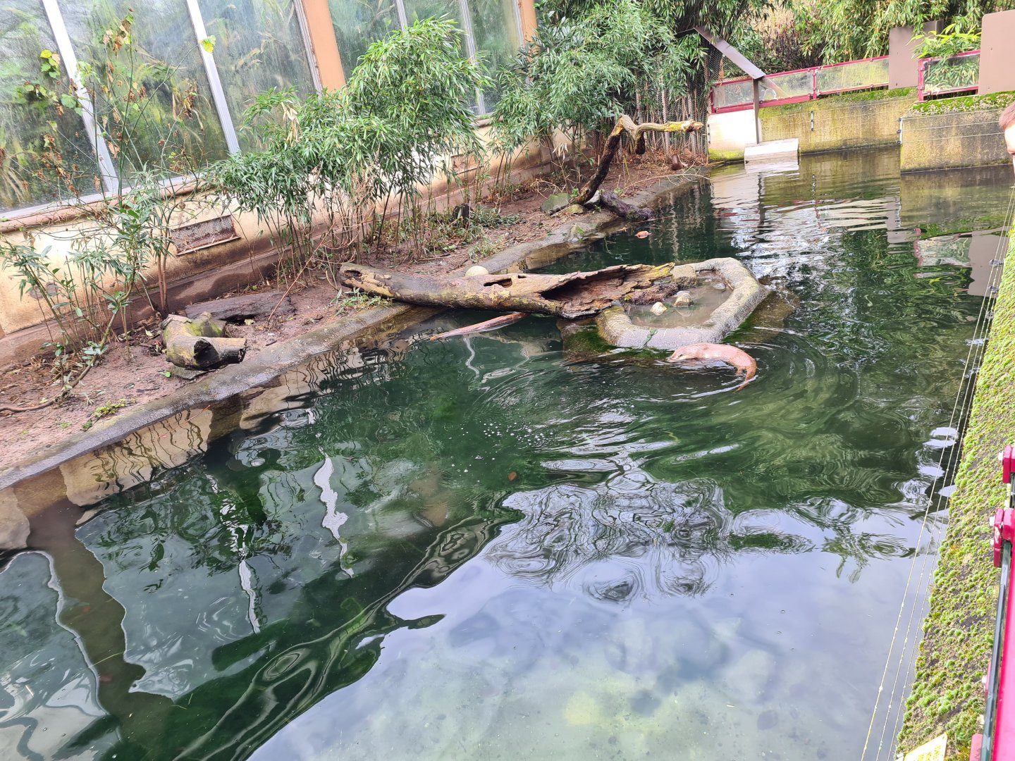 Asia - Eurasian otter enclosure in Chinese Garden