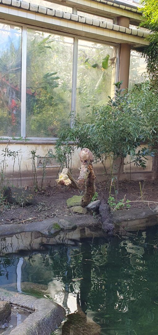 Asia - Eurasian otter in Chinese Garden