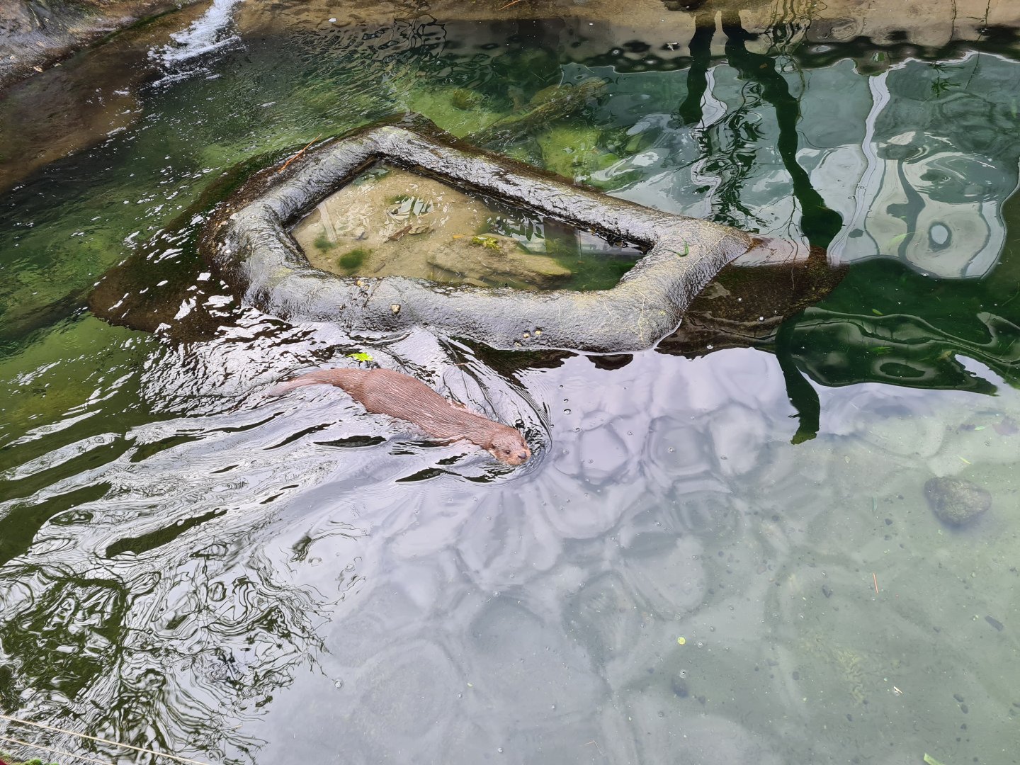 Asia - Eurasian otter in Chinese Garden