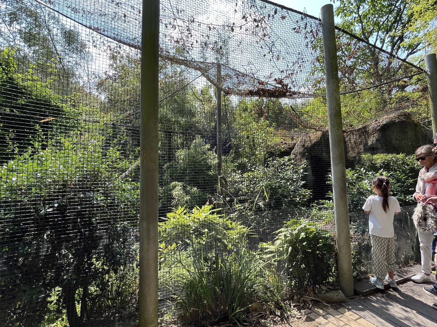 Asia- Fishing cat enclosure 13.7.23