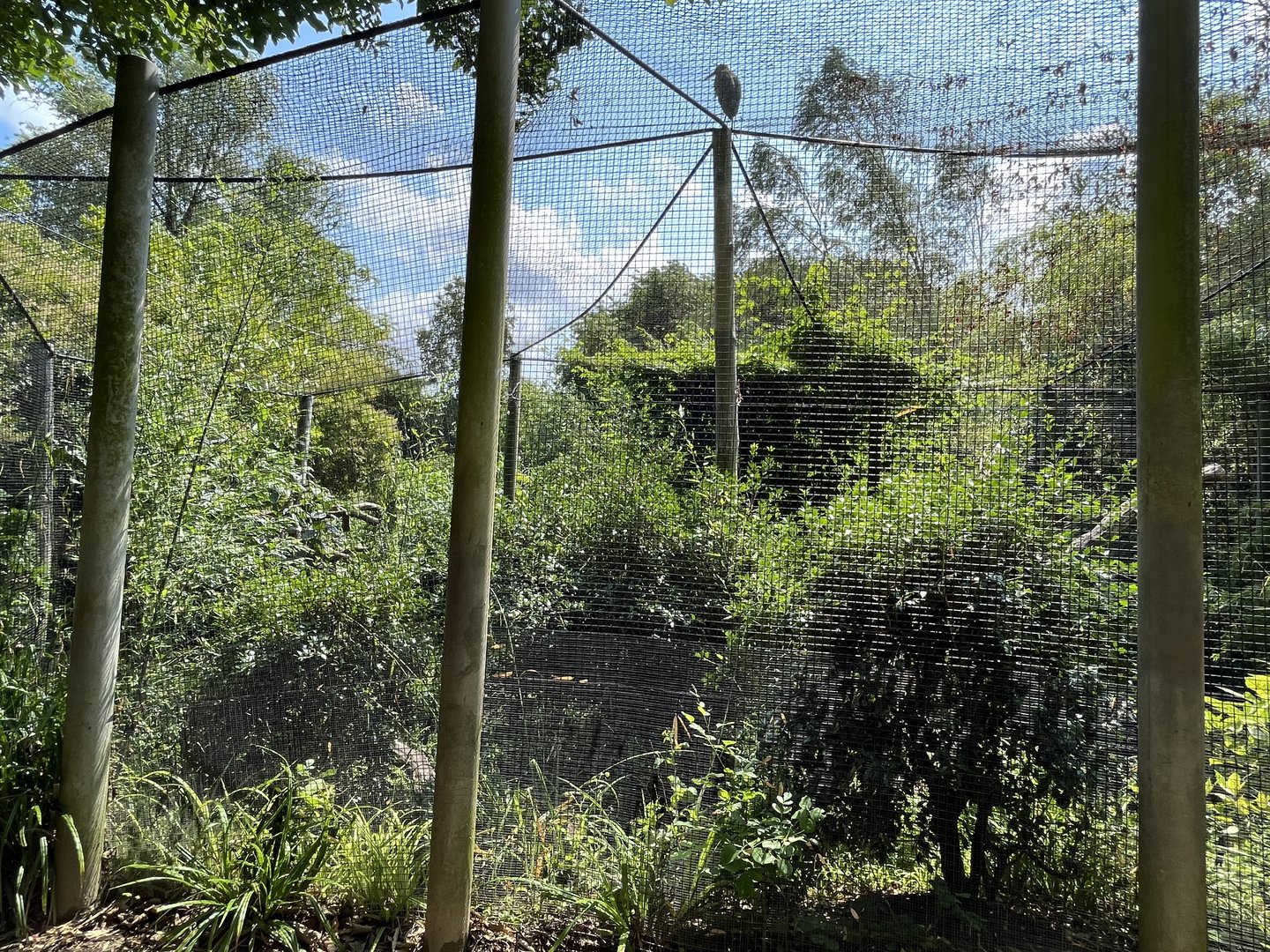 Asia- Fishing cat enclosure 13.7.23