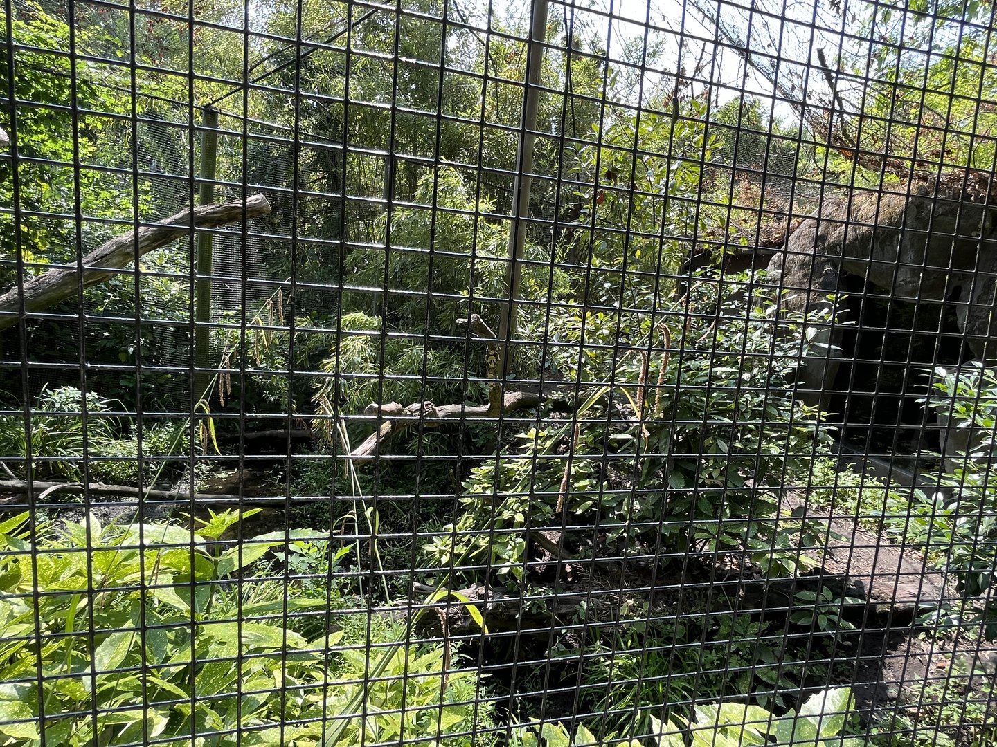 Asia- Fishing cat enclosure 13.7.23