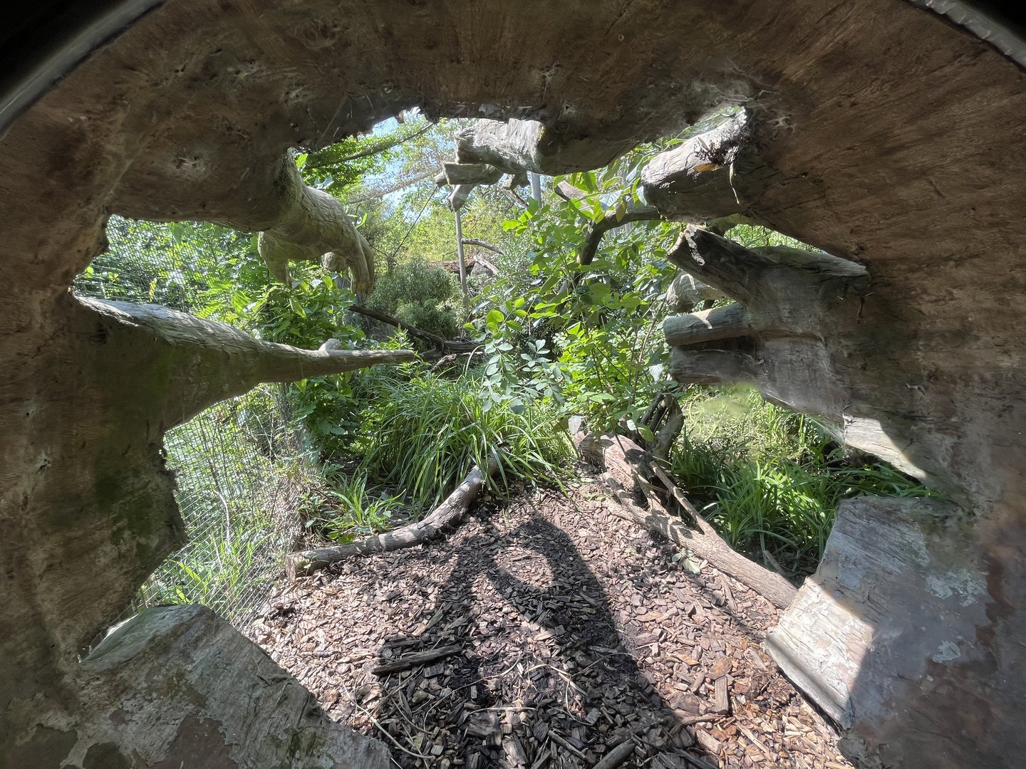 Asia- Fishing cat enclosure seen through log 13.7.23
