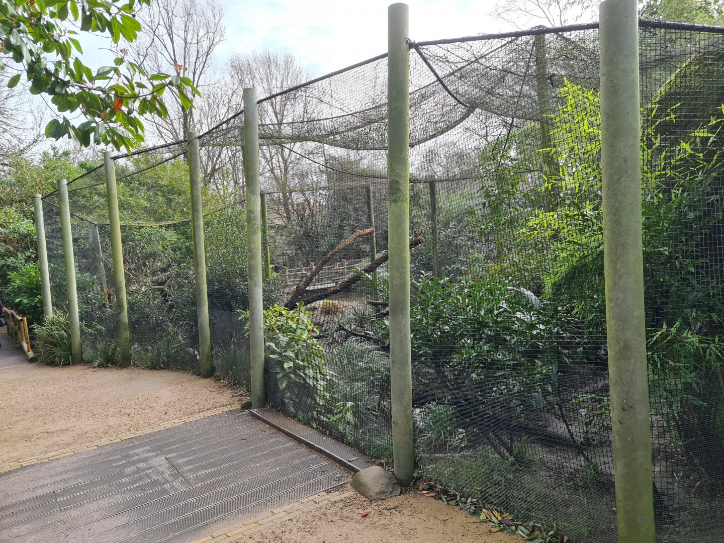 Asia - Fishing cat enclosure