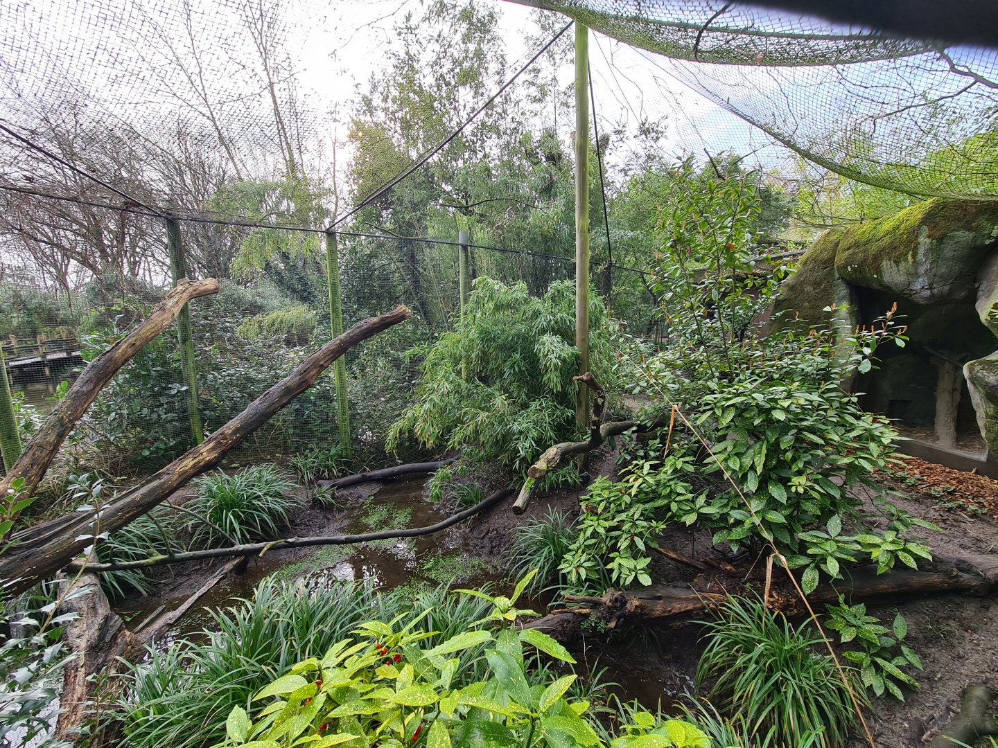 Asia - Fishing cat enclosure
