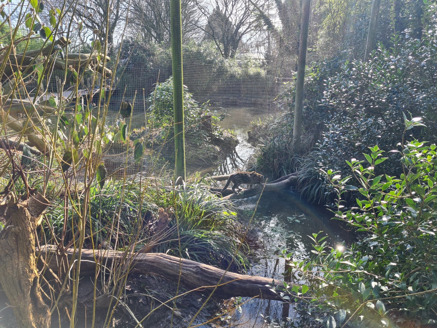 Asia - Fishing cat enclosure