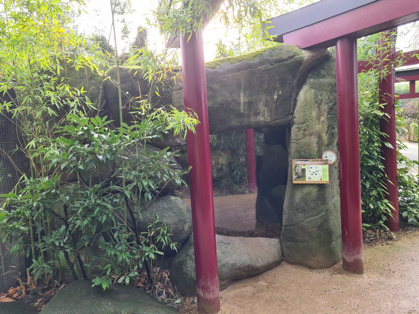 Asia - Fishing cat indoor holding