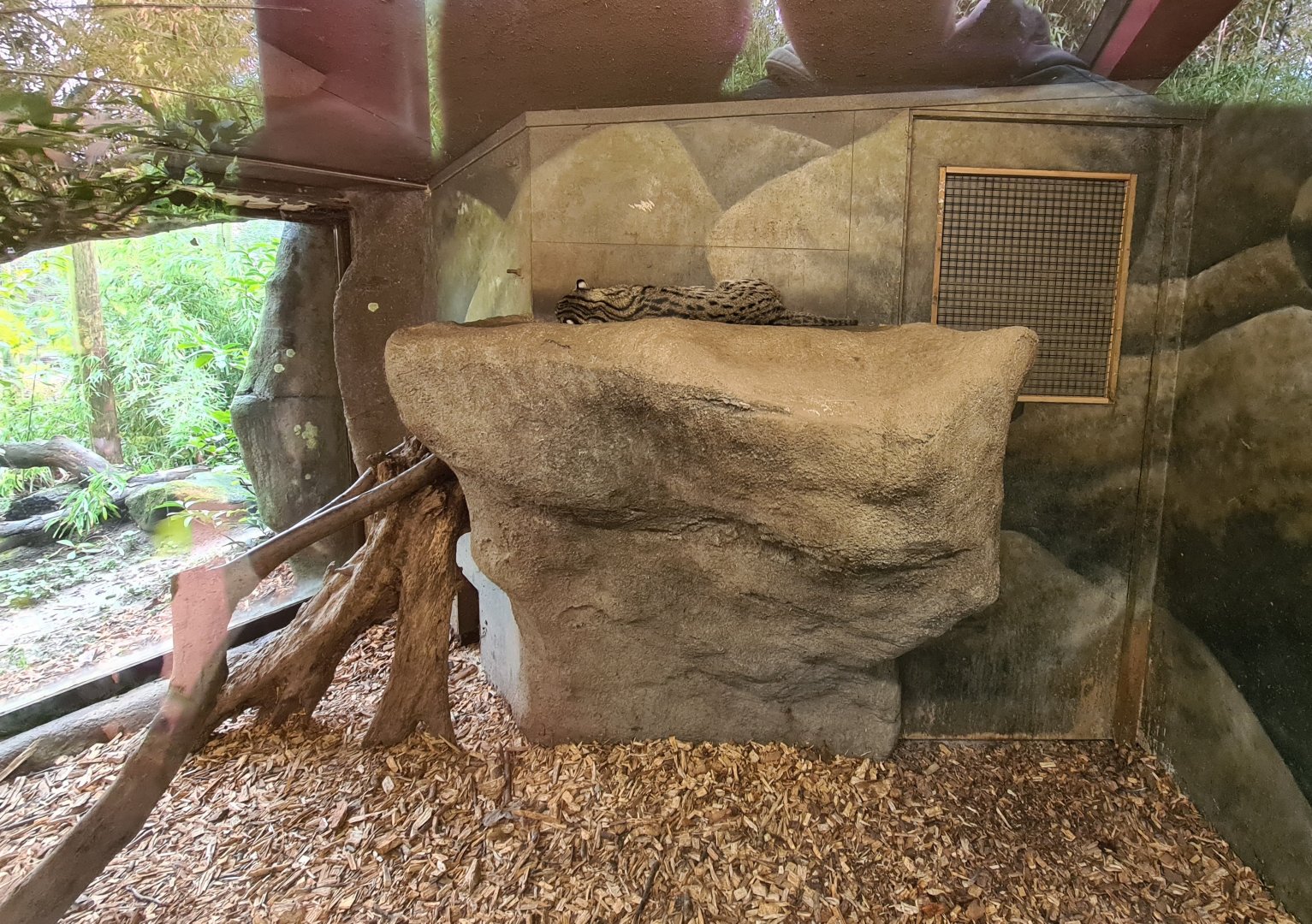 Asia - Fishing cat indoor holding