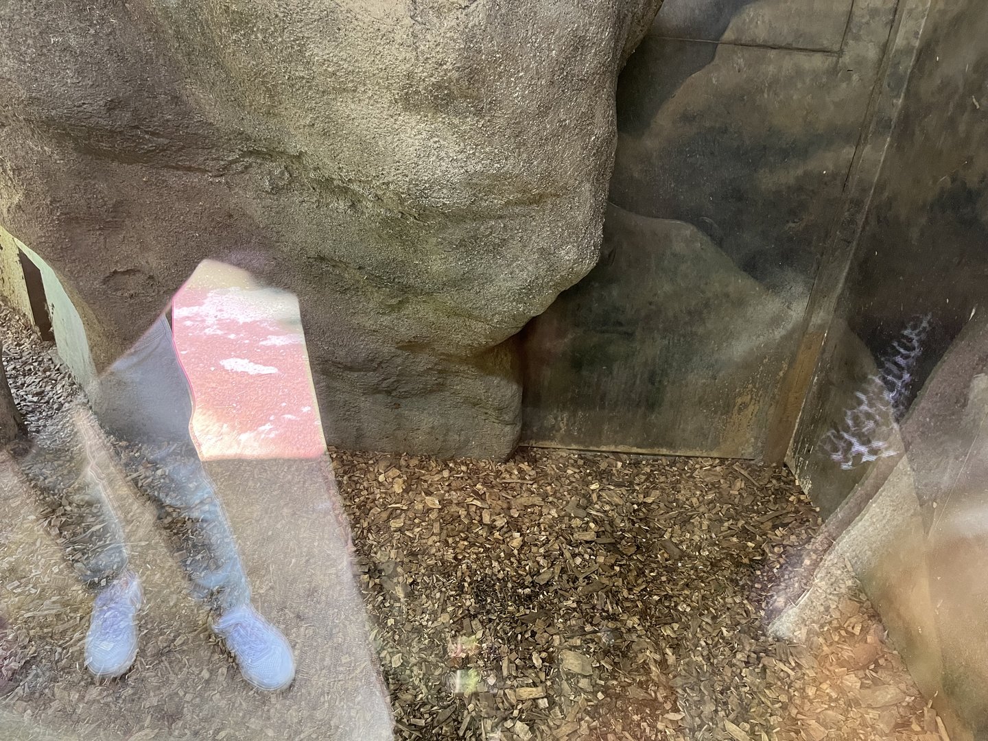 Asia- Fishing cat indoors (sorry for glare) 13.7.23