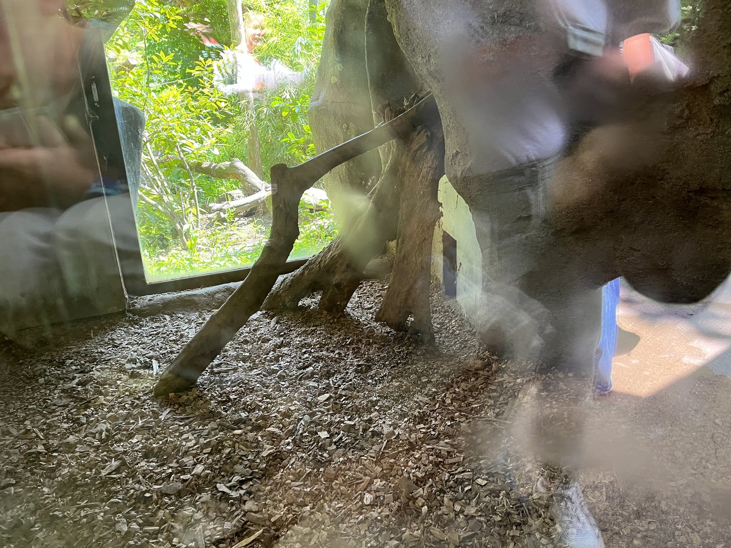 Asia- Fishing cat indoors (sorry for glare) 13.7.23