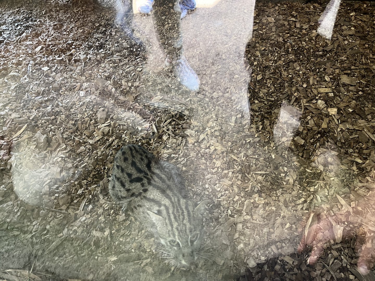 Asia- Fishing cat (sorry for glare) 13.7.23