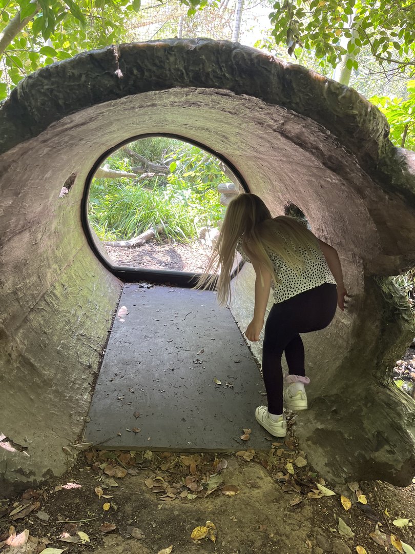 Asia- Fishing cat viewing log (person for scale) 13.7.23