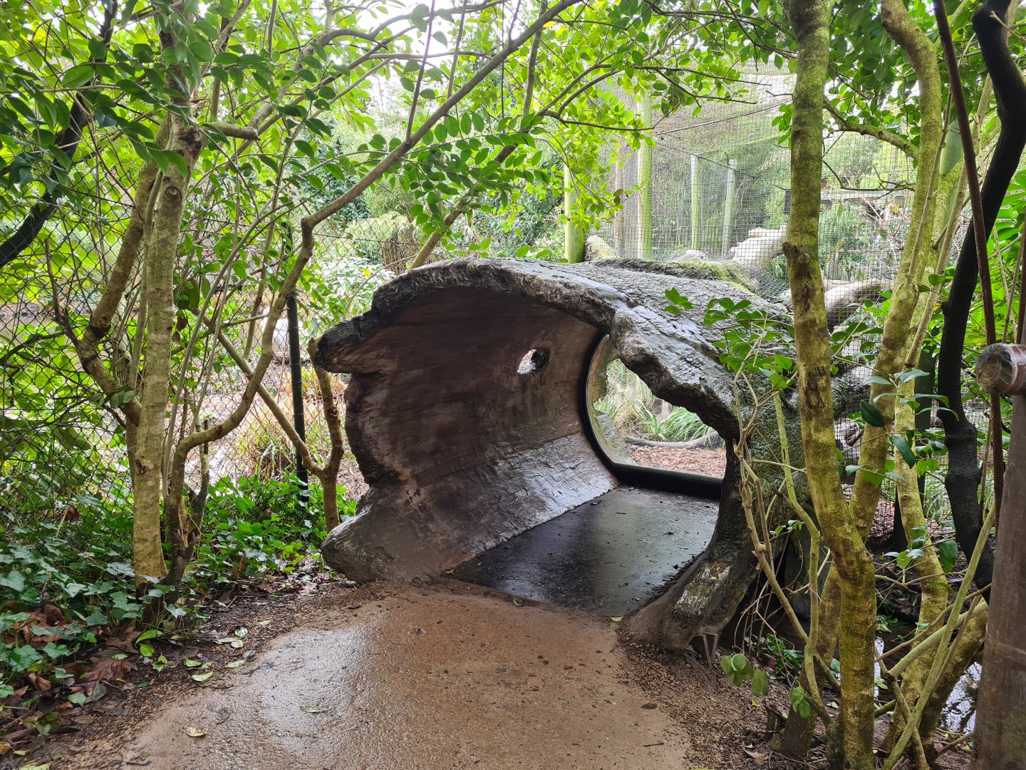 Asia - Fishing cat viewing log