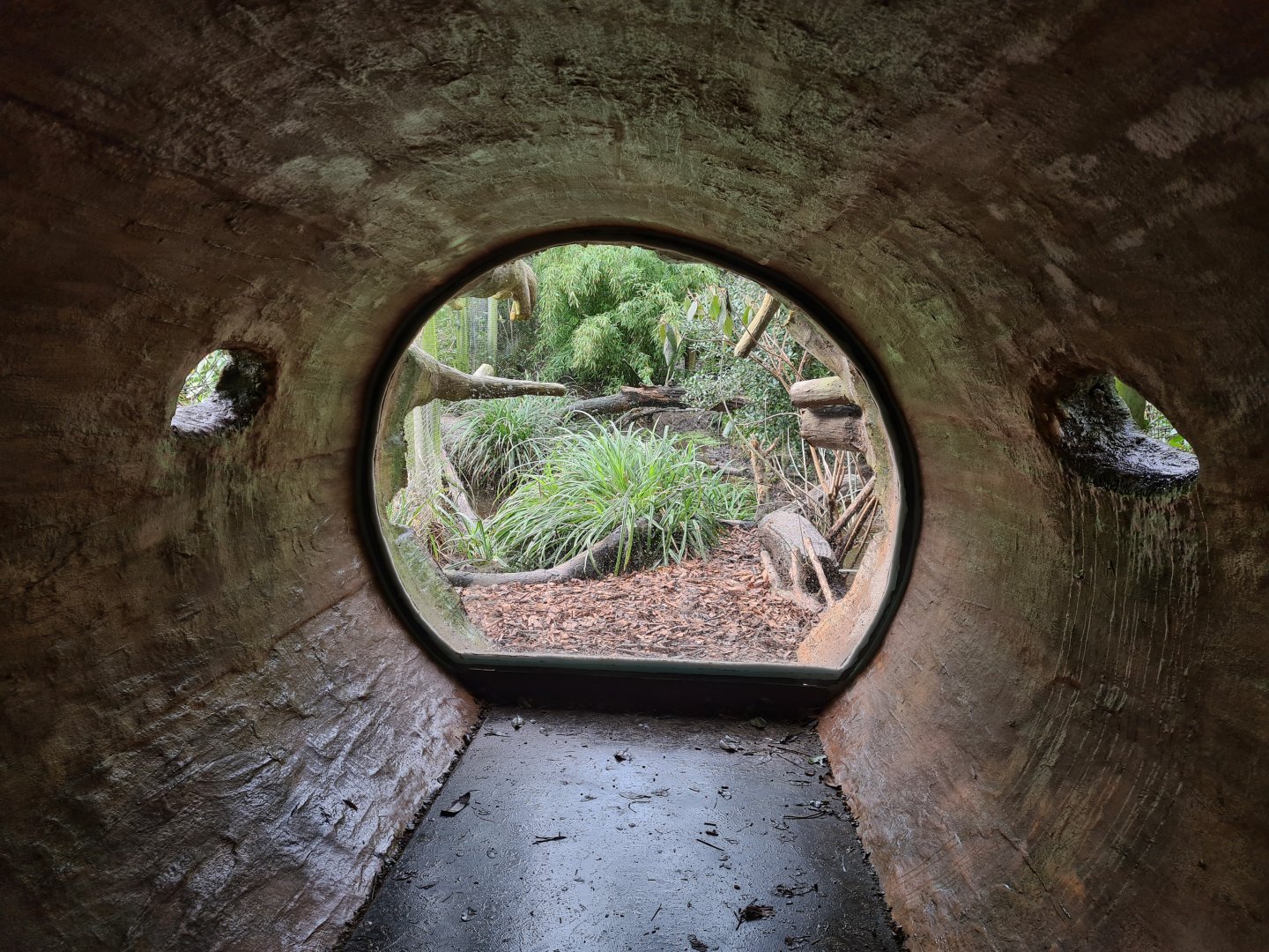 Asia - Fishing cat viewing log