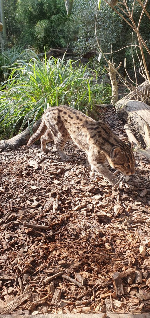 Asia - Fishing cat