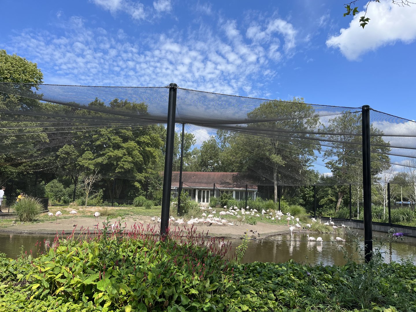 Asia- Flamingo aviary 13.7.23