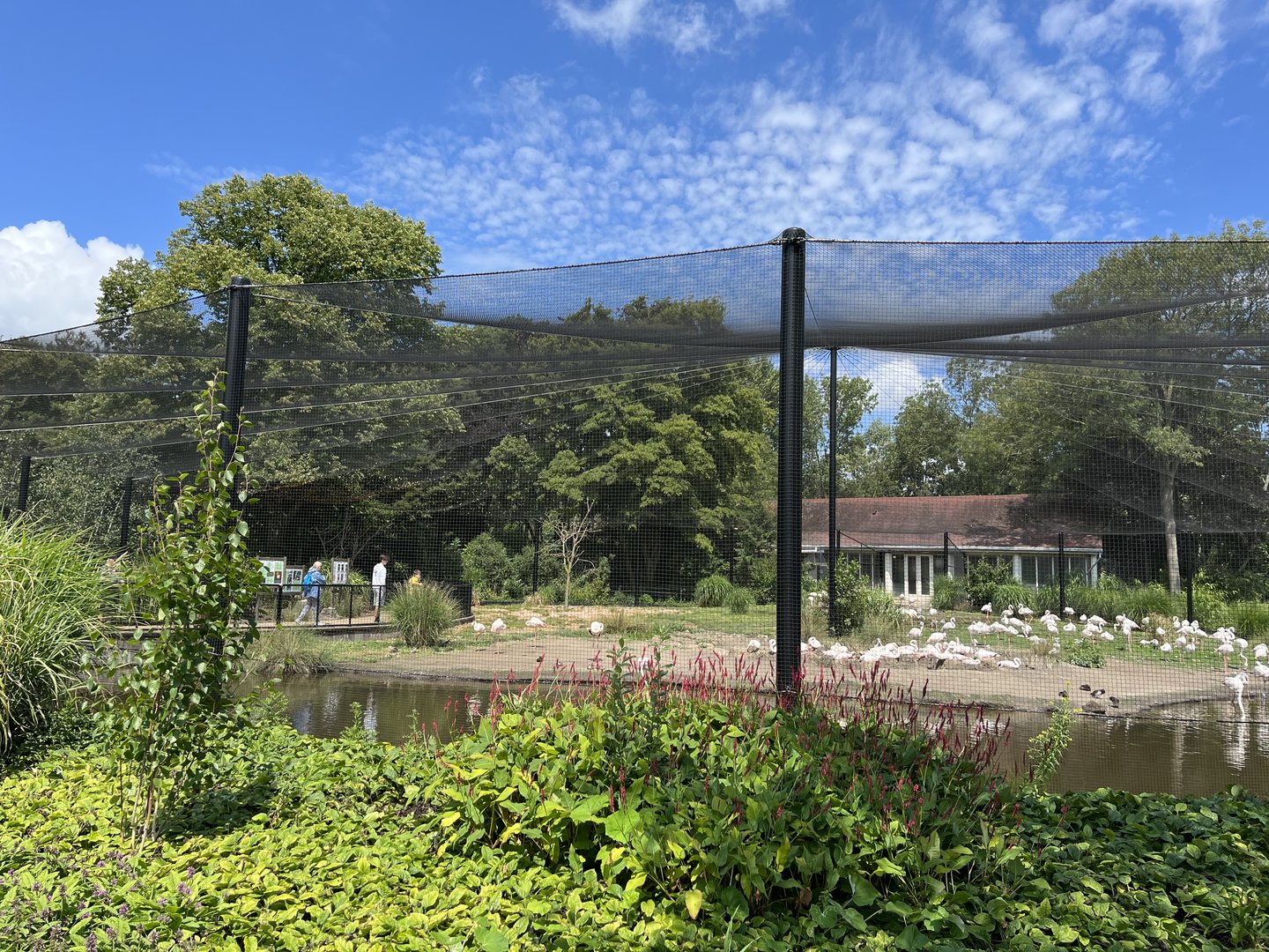 Asia- Flamingo aviary 13.7.23