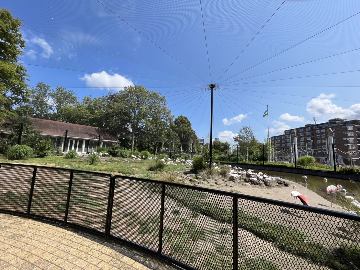 Asia- Flamingo aviary 13.7.23