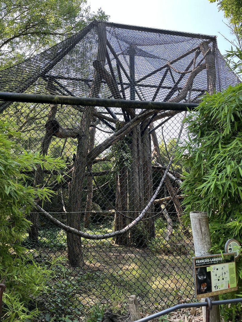 Asia- Francois langur enclosure 13.7.23