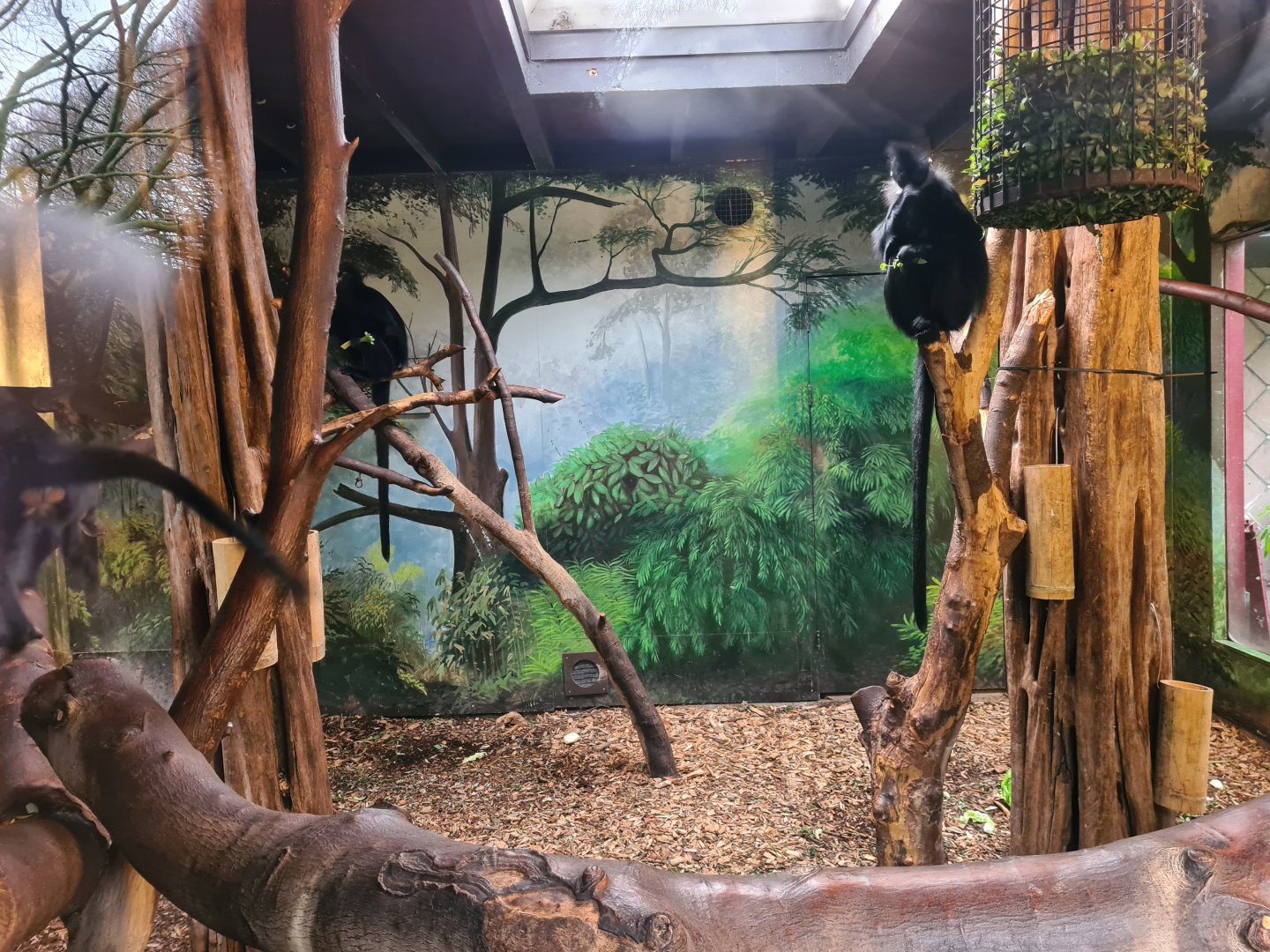 Asia - Francois langur indoor holding