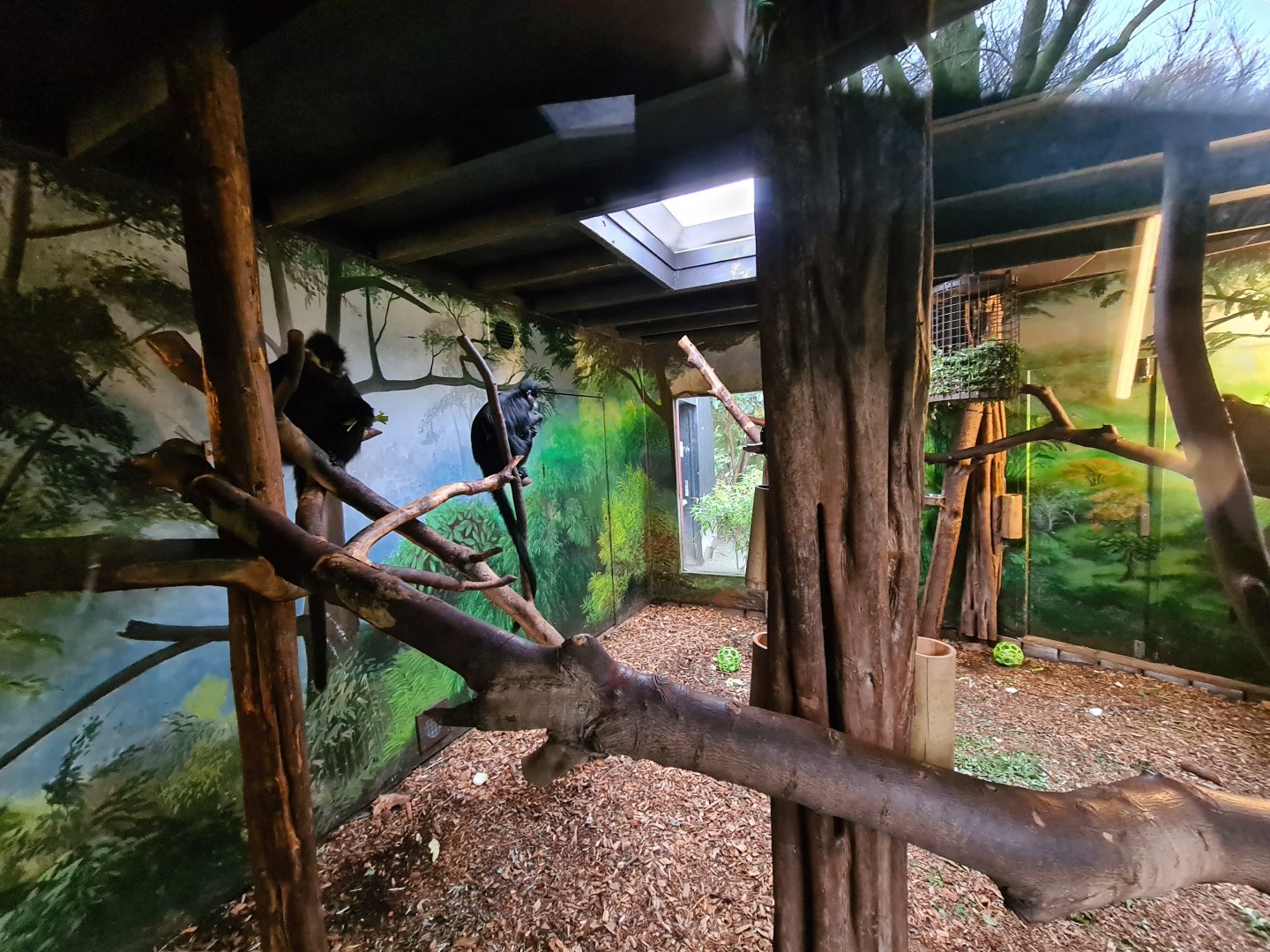 Asia - Francois langur indoor holding