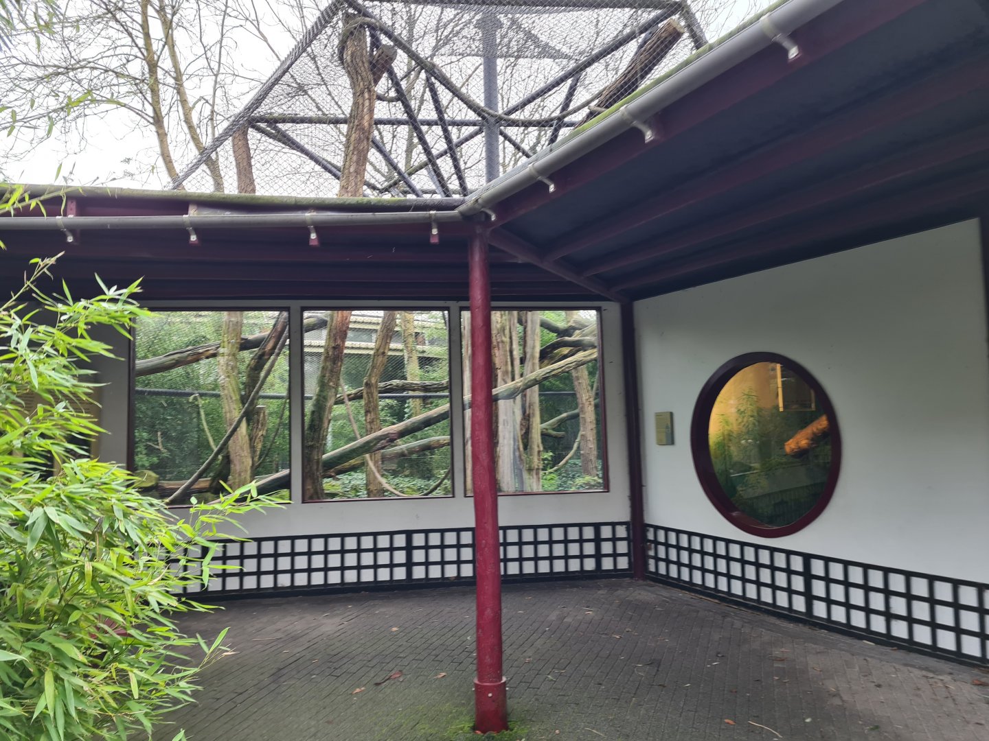 Asia - Francois langur