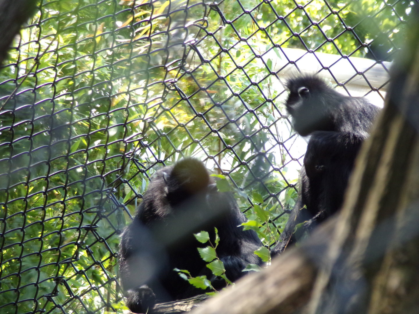 Asia- Francois langurs 13.7.23