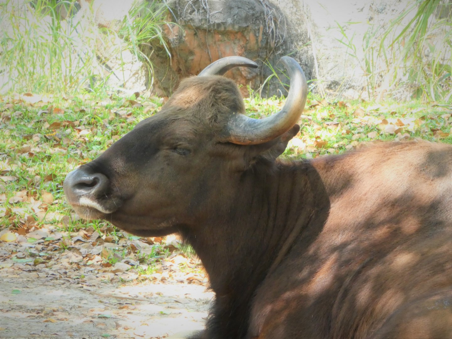 Asia - Gaur