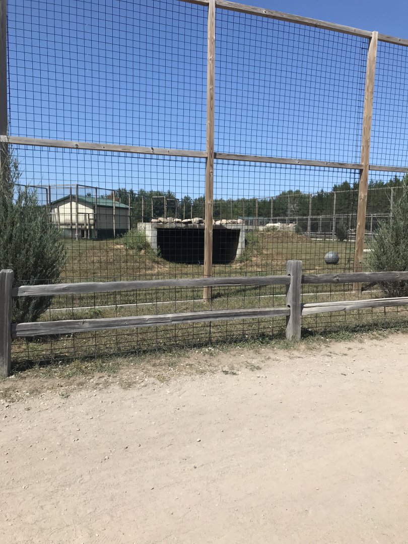 Asia- generic “white” tiger exhibit